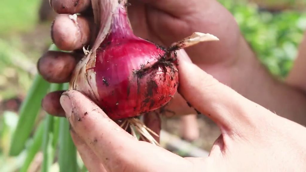 It’s Time to Harvest This Year’s Onions!