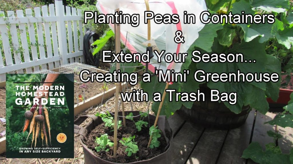 Gary Pilarchik: How to Seed Start Peas in Containers: Timing, Seeding, Fertilizing, Trellising & Frost Protection How to Seed Start Peas in Containers: Timing, Seeding, Fertilizing, Trellising & Frost Protection