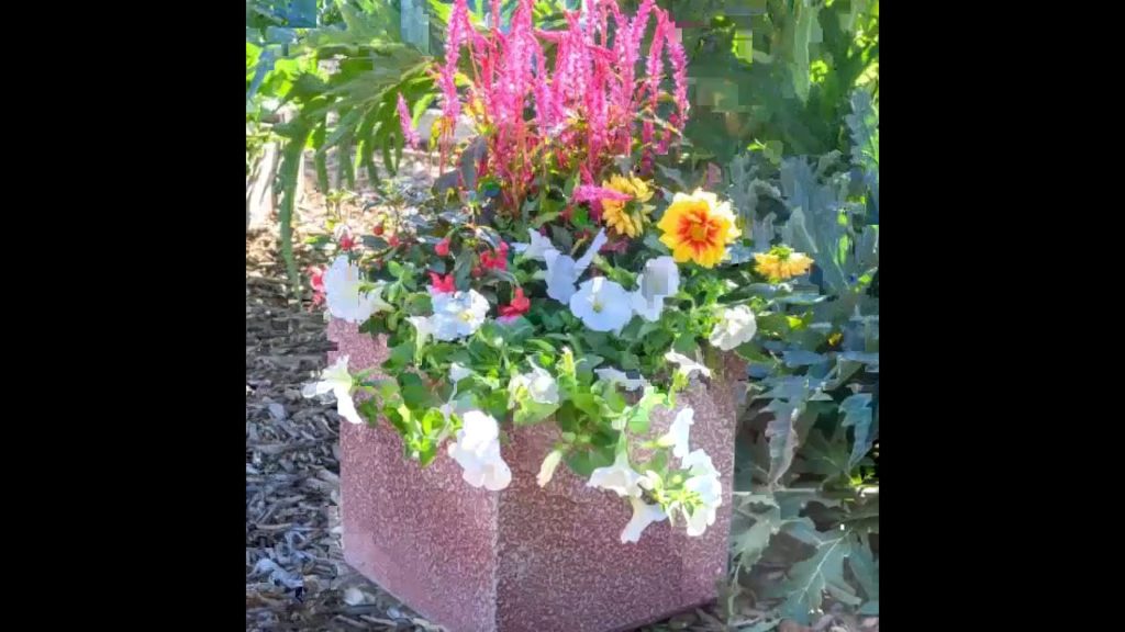 NEW!  Celosia Kelos® Candela Pink