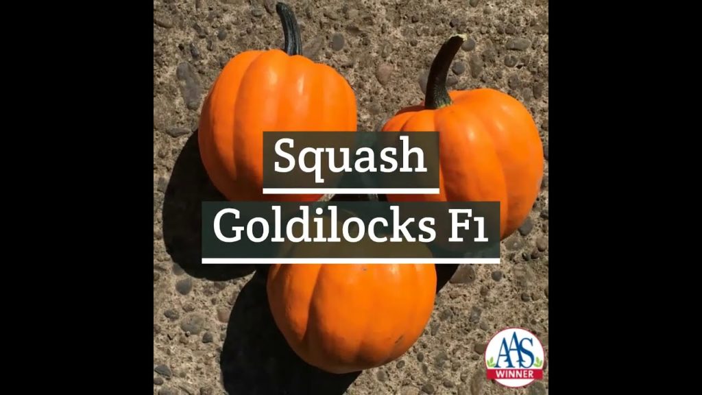 New!  Goldilocks Acorn Squash