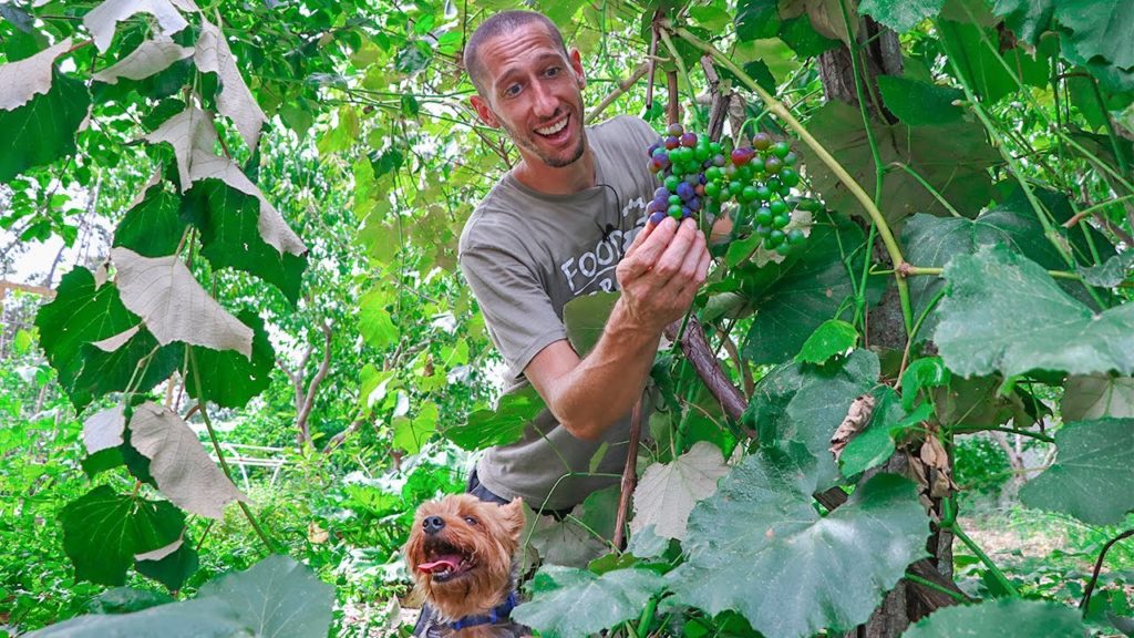 Full Garden Tour and Harvest, Here Come the Grapes!