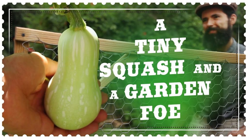 Wilted Squash Vine - Problems Growing Winter Squash