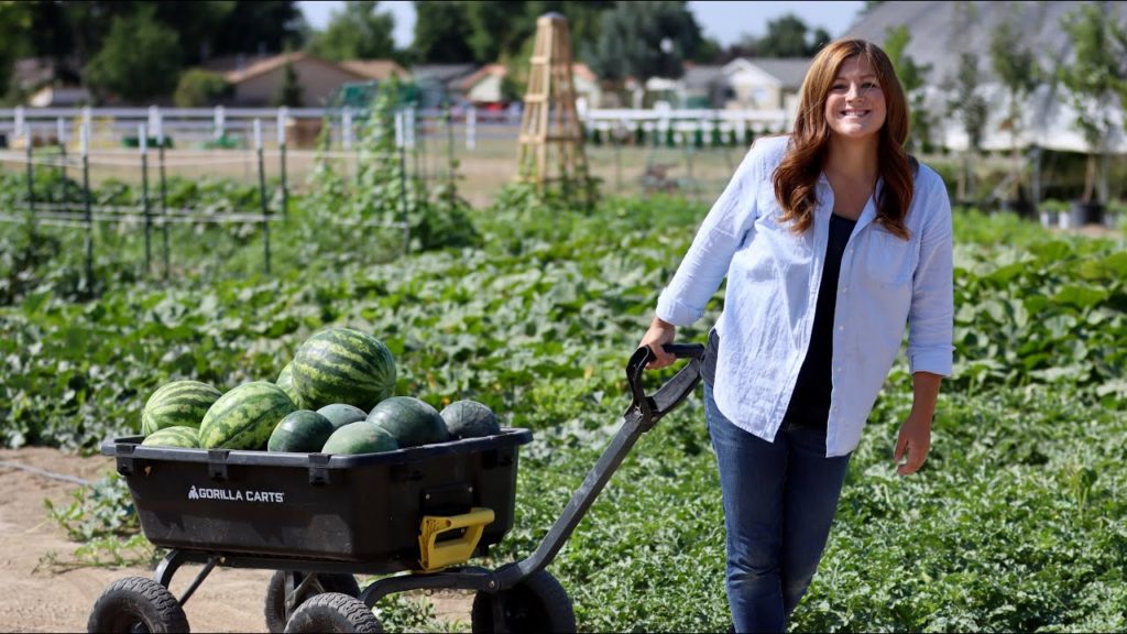 Garden Answer: I’m So Happy with My Watermelon Harvest!!! 🌿 🍉// Garden Answer I’m So Happy with My Watermelon Harvest!!! 🌿 🍉// Garden Answer