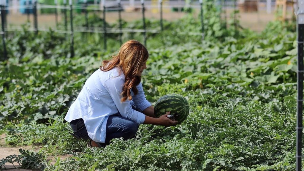 Garden Answer Highlights: Growing Watermelons from Planting to Harvest! 🌿 🍉 Growing Watermelons from Planting to Harvest! 🌿 🍉