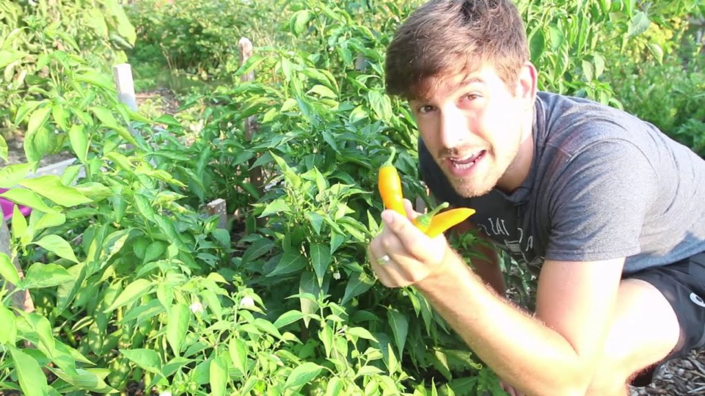What an Epic Pepper Harvest From Just 12 plants!