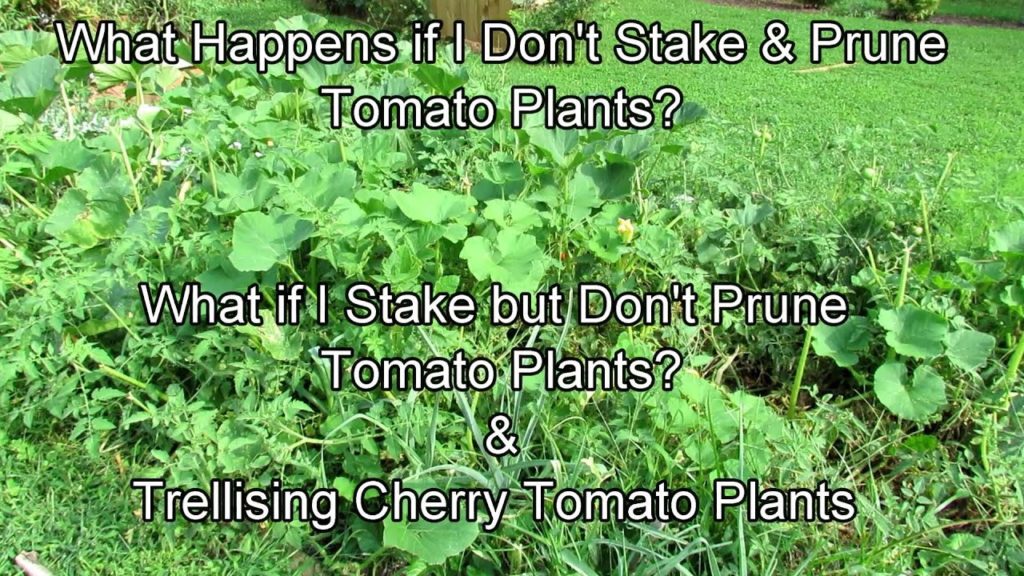 Gary Pilarchik: What Happens If I Don't Stake & Prune Tomato Plants, Do I Have to Stake & Prune, Trellising Tomatoes What Happens If I Don't Stake & Prune Tomato Plants, Do I Have to Stake & Prune, Trellising Tomatoes