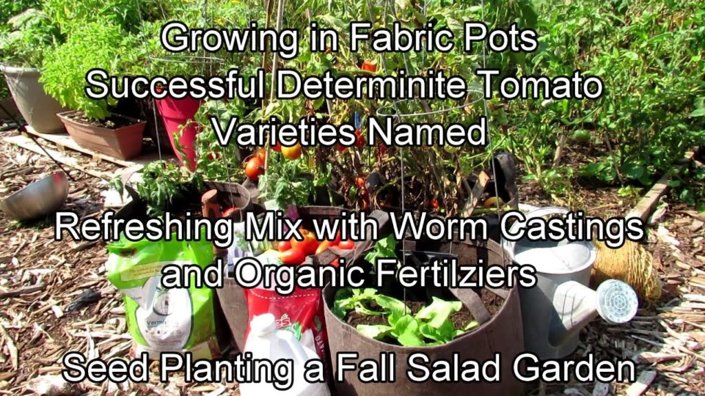 Growing in Fabric Pots: Tomato Success,  Worm Castings & Fertilizing, Planting a Fall Salad Garden