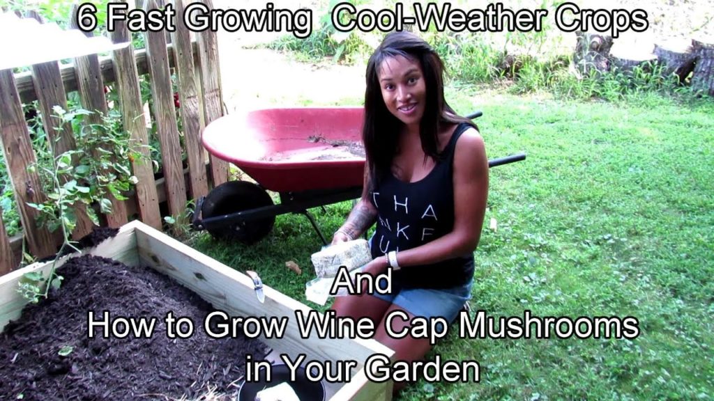 6 Fast Growing Cool Weather Crops (My Favorite) & How to Grow Wine Cap Mushroom - The Basic Set-Up!