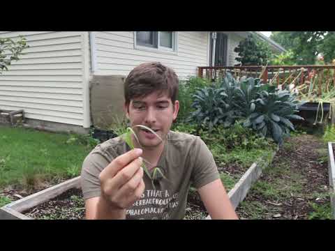 MIgardener: How to Use Grass Safely in The Garden Without Growing Weeds How to Use Grass Safely in The Garden Without Growing Weeds
