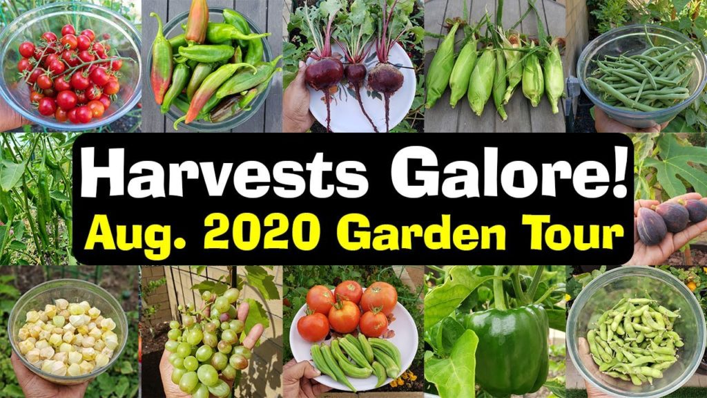 California Gardening: Full August 2020 California Garden Tour, Harvests, Gardening Tips & More! Full August 2020 California Garden Tour, Harvests, Gardening Tips & More!