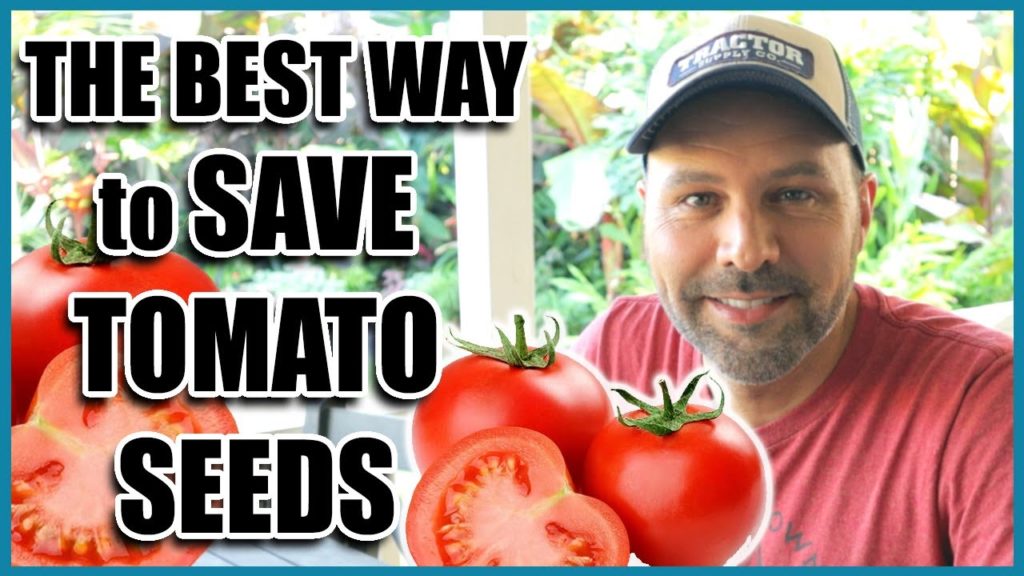 How to Save Tomato Seeds for Next Year