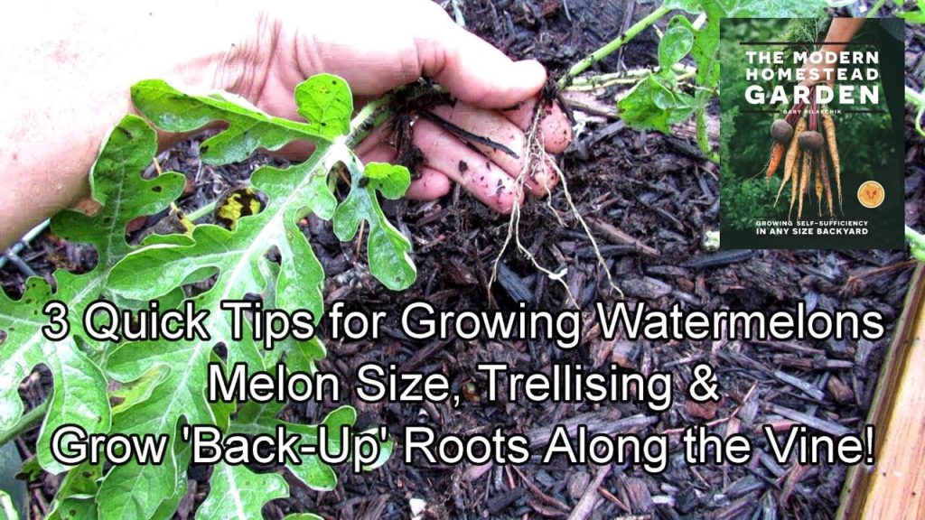 3 Quick Tips For Growing Watermelons: Melon Size, Trellis & Create 'Back-Up' Roots Along the Vine!