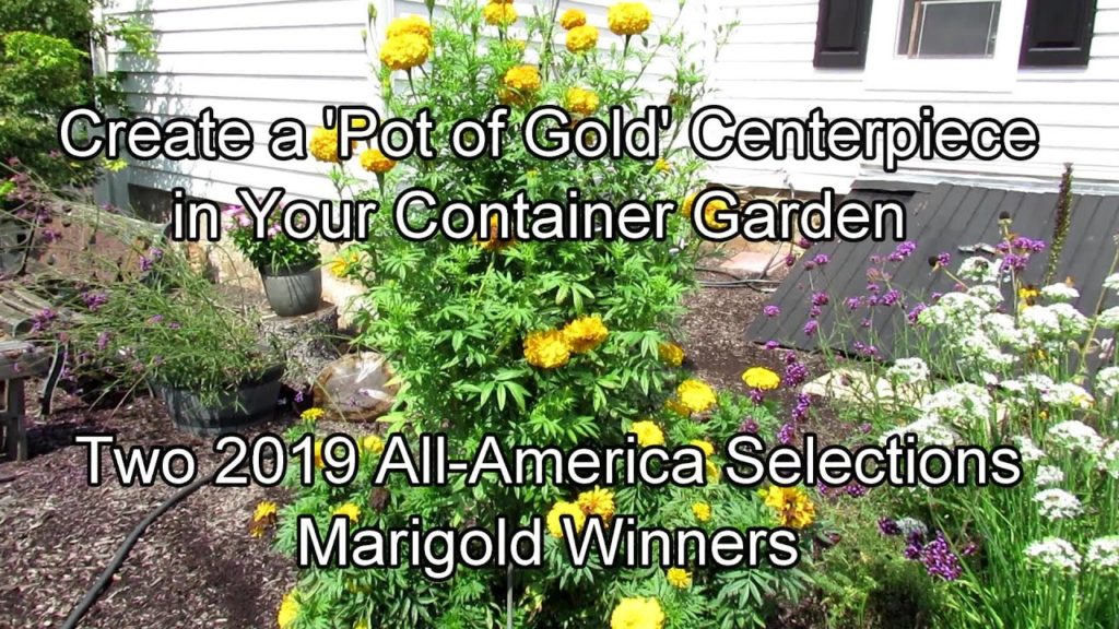 Use Marigolds to Create a 'Pot of Gold' Container Centerpiece: Two 2019 Winners Bring the Gold