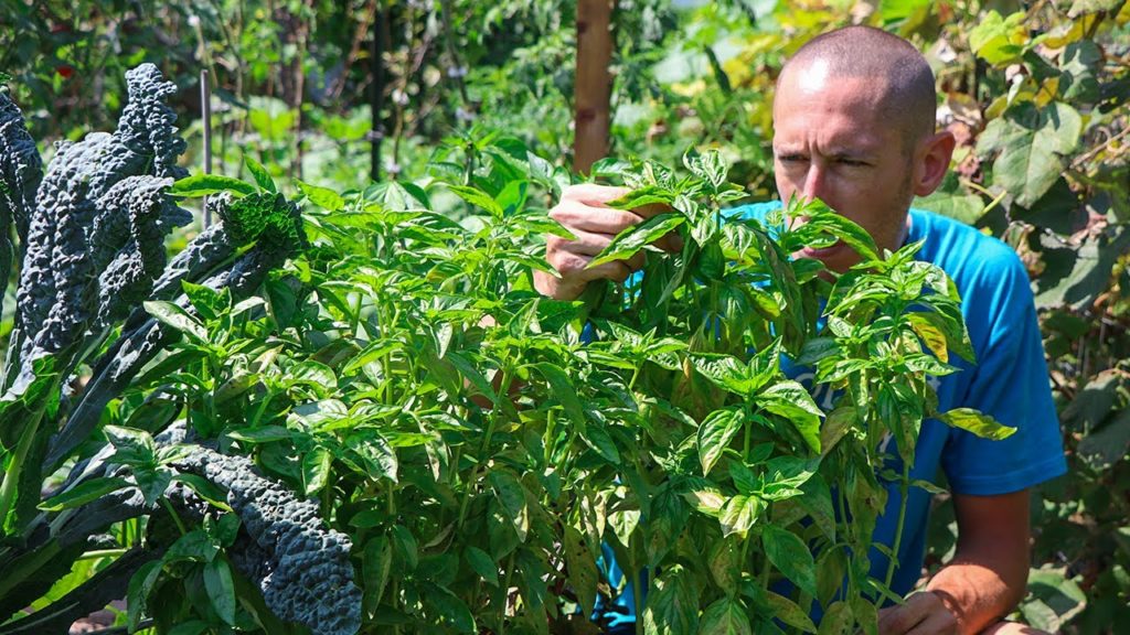 How to Prune Basil like the Pros, HUGE Basil Plants ALL SEASON LONG!