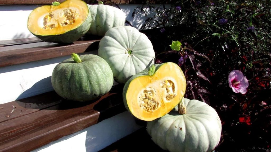 The Perfect 8-10 Pound Pumpkin for Decoration and Eating: The 2020 AAS Winner 'Blue Prince'