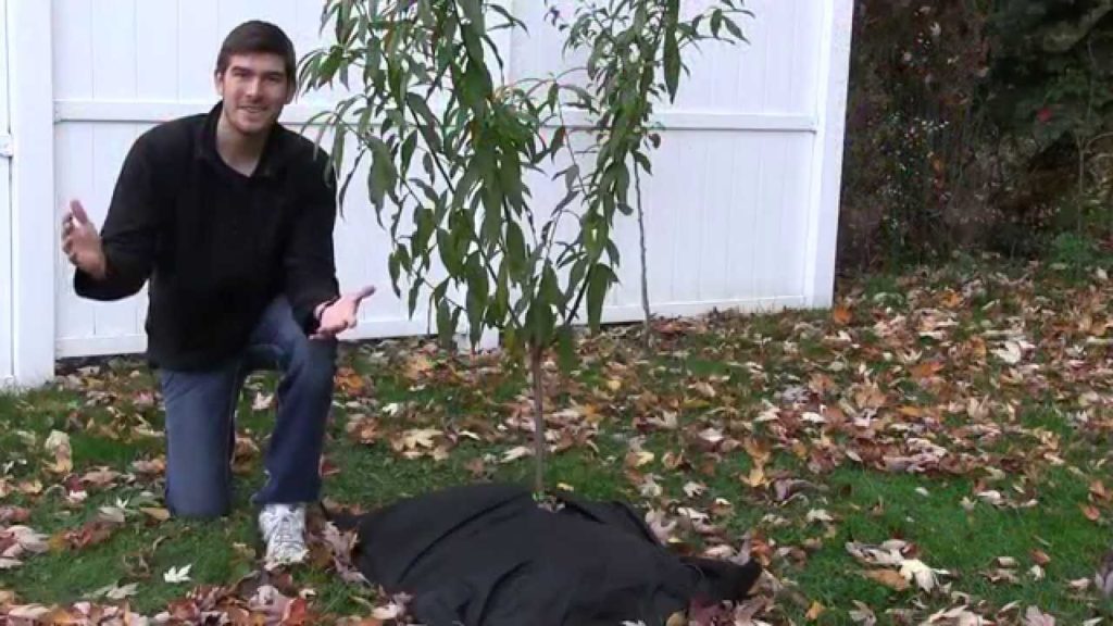 EZ Preparing Fruit Trees Young or Old For Winter