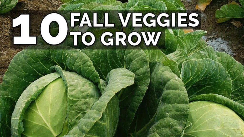 10 Veggies to Plant NOW for a Fall Harvest