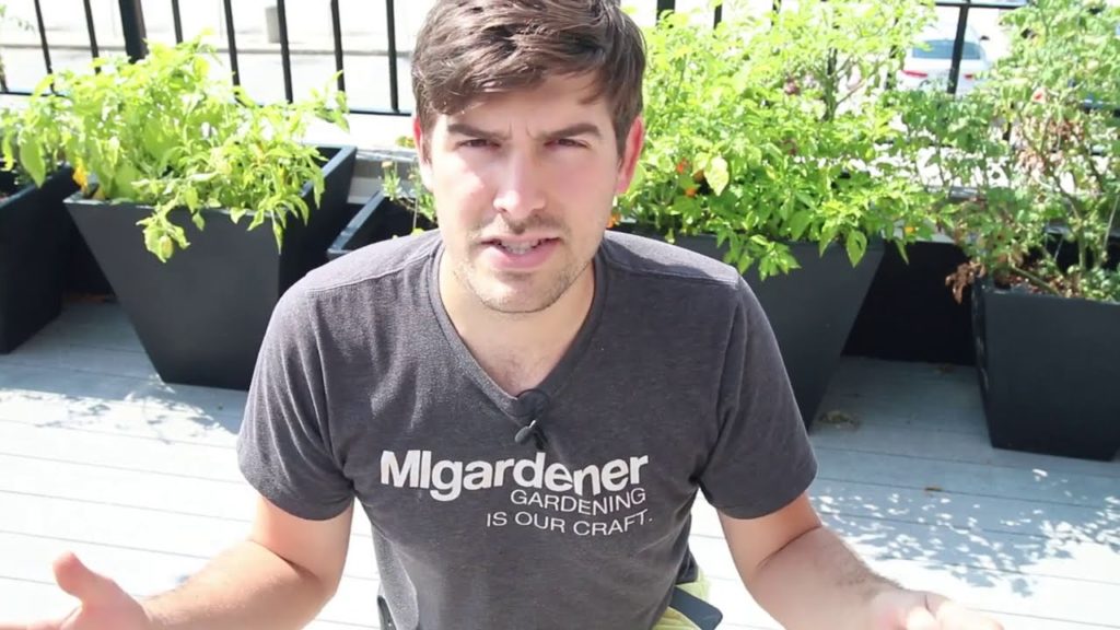 Ideal Crops for a Patio or Container Garden