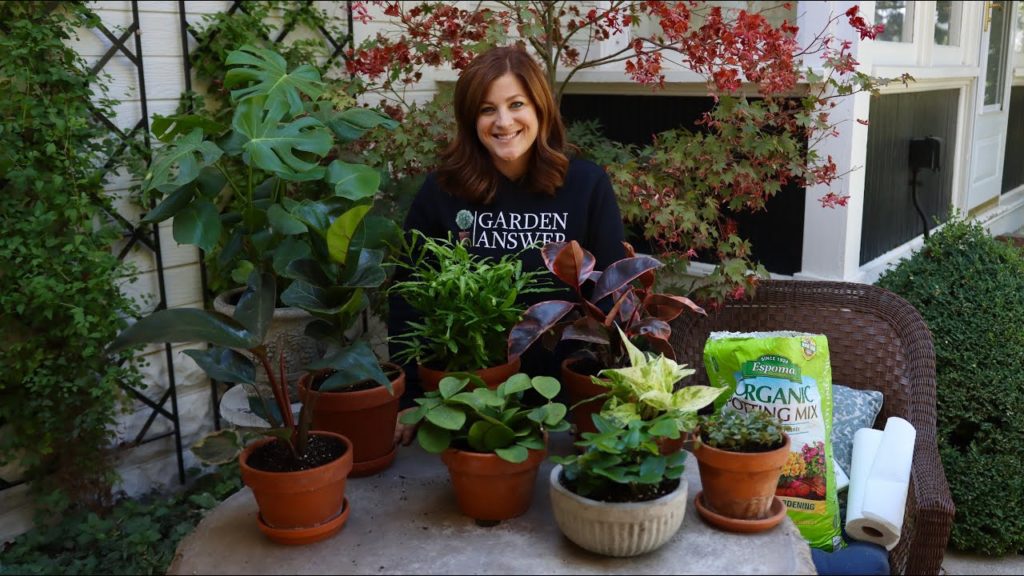 Garden Answer: House Plant Haul! 🌿 // Garden Answer House Plant Haul! 🌿 // Garden Answer