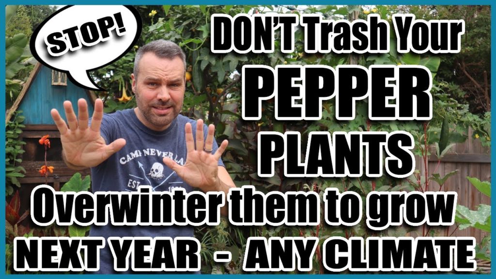 California Garden TV: Overwintering Peppers – Grow This Year's Peppers again NEXT YEAR! Overwintering Peppers - Grow This Year's Peppers again NEXT YEAR!