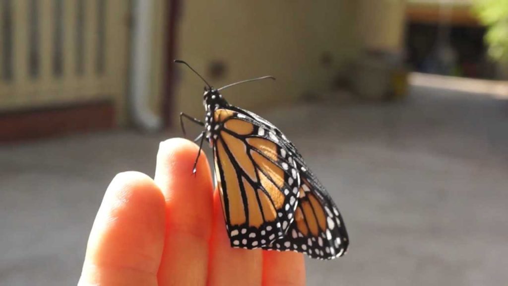 Kaye Kittrell: Monarch Butterfly Stretches Legs for First Time Monarch Butterfly Stretches Legs for First Time