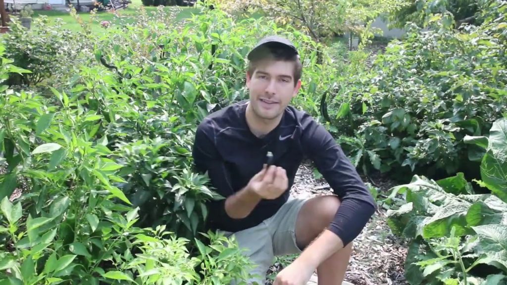 Reasons Why Your Jalapenos are Turning Black or Purple and Not Red