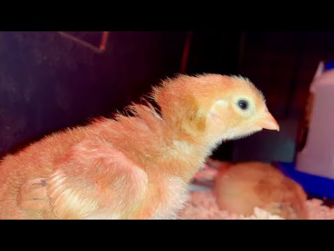 Jeb Gardener: My name's Jeb, and the chickens are restless. My name's Jeb, and the chickens are restless.