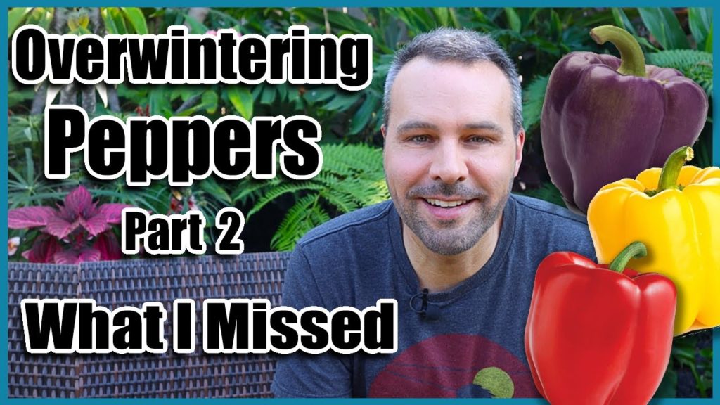 Overwintering Pepper Plants Part 2 - What I Missed