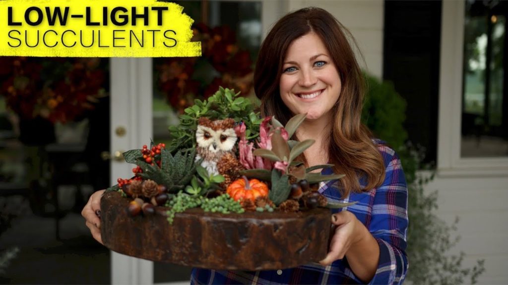 Garden Answer: Low-Light Succulent Arrangement (Full Version) // Garden Answer Low-Light Succulent Arrangement (Full Version) // Garden Answer
