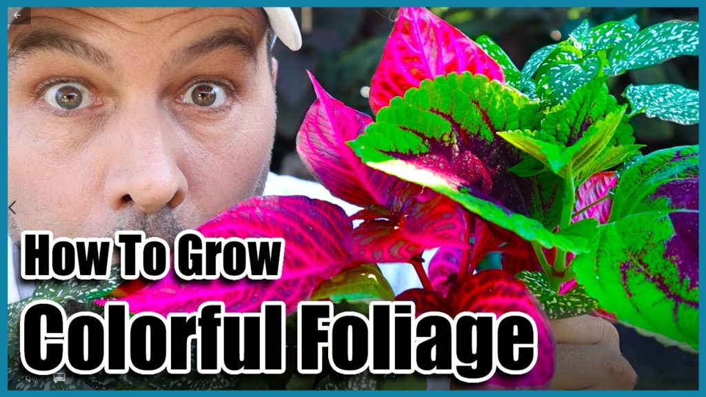 How To Grow Colorful Foliage Plants - In Any Climate