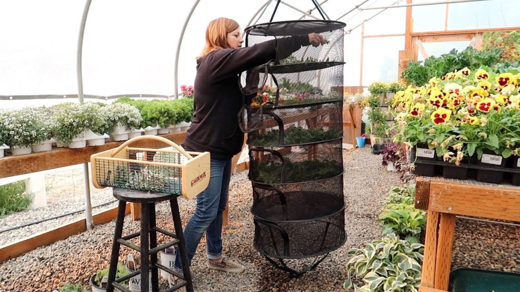 Staking Up a Large Grass & Drying Herbs! 🌾🌿💚 // Garden Answer