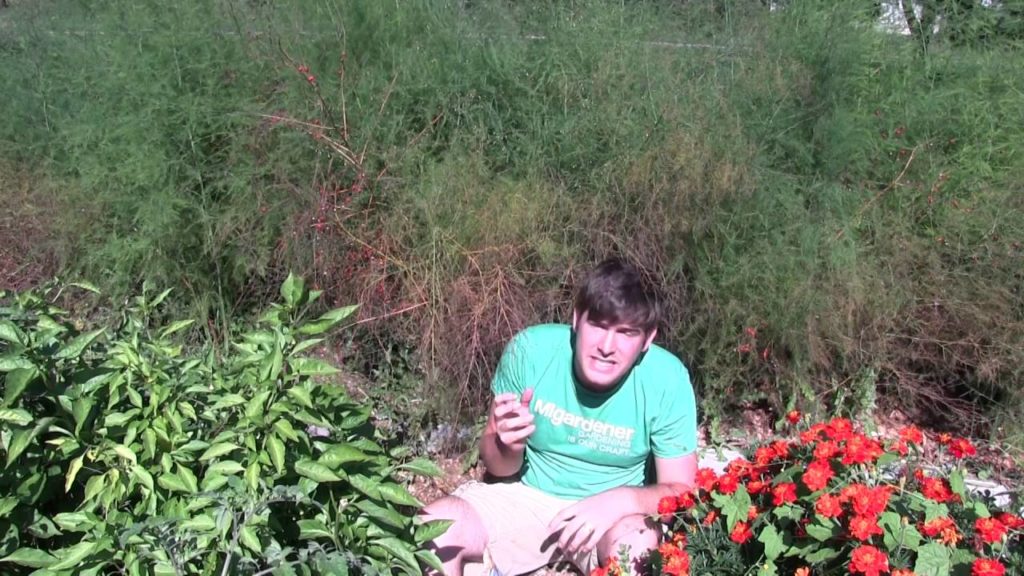 MIgardener: How to Prepare Perennials For Winter How to Prepare Perennials For Winter