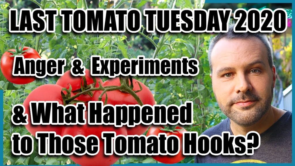 Last Tomato Tuesday - Anger and Experiments.  AND... Whatever Happened to Those Tomato Hooks?
