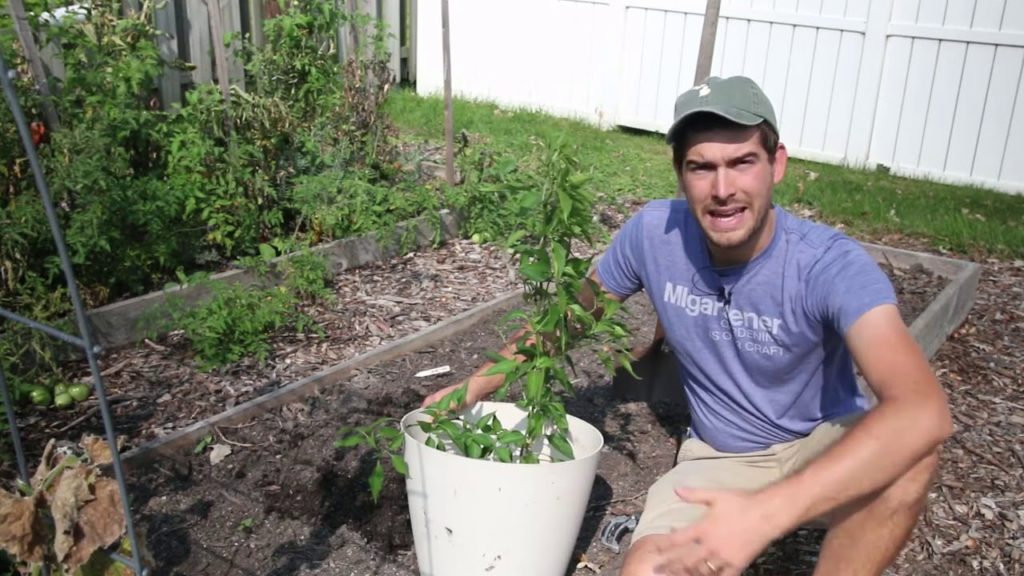 MIgardener: Moving Peppers Indoors for Next Year’s Garden! Moving Peppers Indoors for Next Year’s Garden!