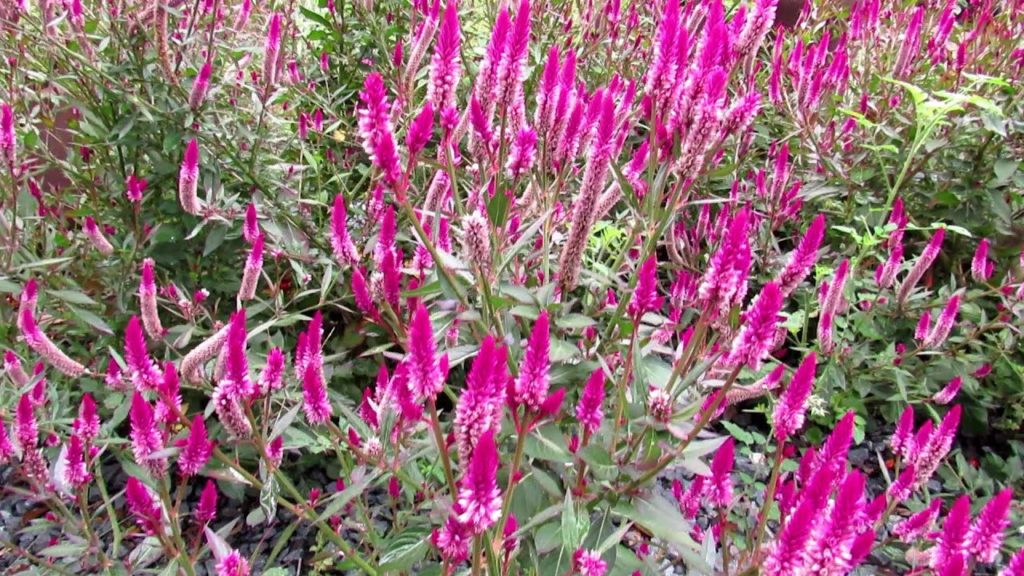 All-America Selections Flowers & Vegetables: 'Asian Garden' Celosia Blooms Late Spring into Fall & It Attracts Pollinators! 'Asian Garden' Celosia Blooms Late Spring into Fall & It Attracts Pollinators!