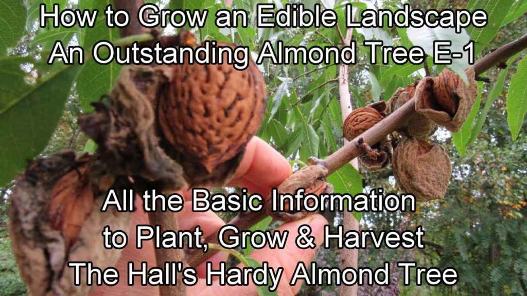 Gary Pilarchik: How to Grow an Edible Landscape E-1: How to Plant, Grow & Harvest the 'Hall's Hardy' Almond/Nut Tree How to Grow an Edible Landscape E-1: How to Plant, Grow & Harvest the 'Hall's Hardy' Almond/Nut Tree