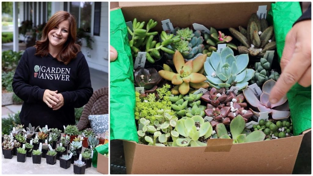 Garden Answer: Succulent Unboxing! 🌵💚🌿// Garden Answer Succulent Unboxing! 🌵💚🌿// Garden Answer