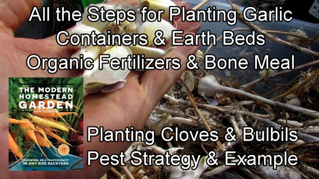 Planting Garlic in Containers & Earth Beds: When, How, Depth, Fertilizers, Bulbils, Pests & Mulching