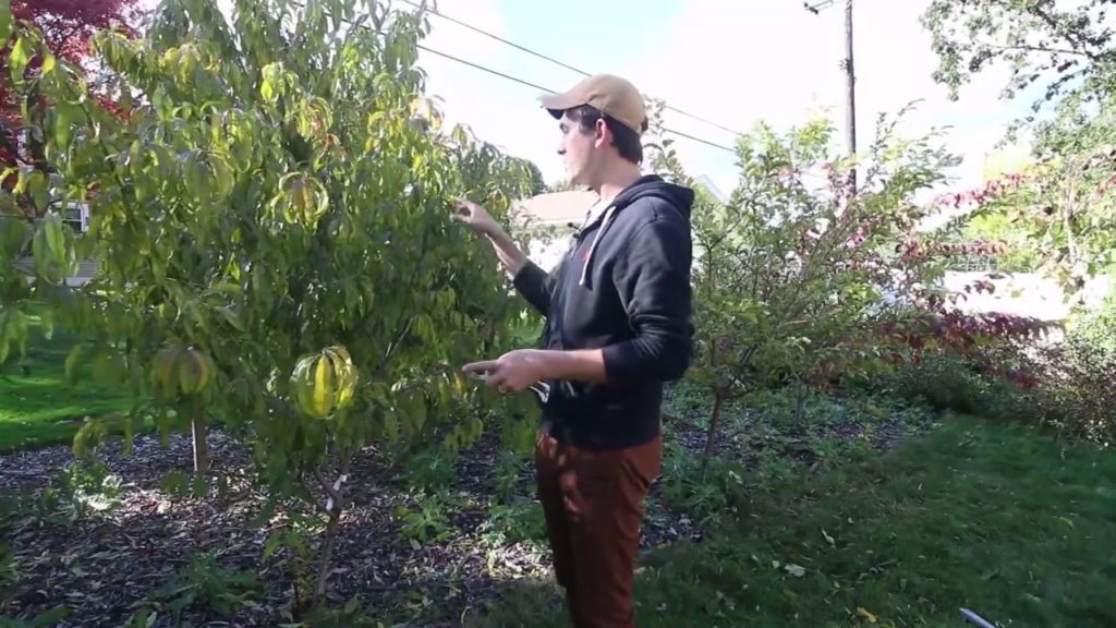 4 Ways to Protect Plants From Strong Winds