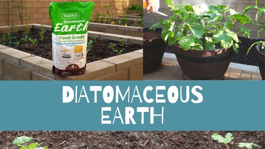 What is Diatomaceous Earth & How to use Diatomaceous Earth  in your Garden