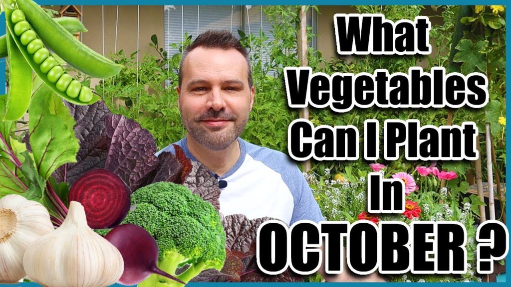 What Can I Plant in October? Cold Hardy Vegetables.