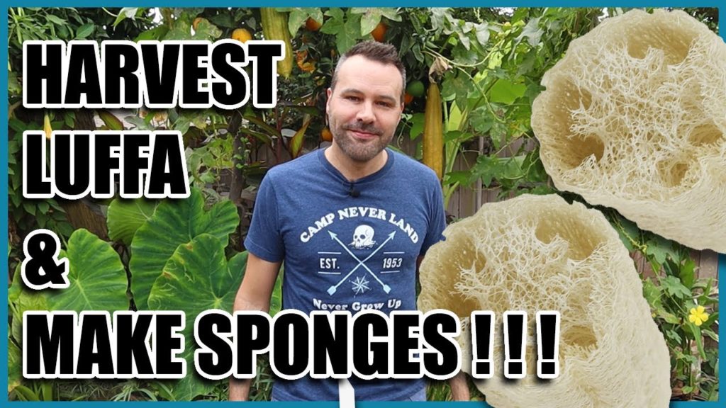 Harvest Luffa (loofah) and Make Sponges!!