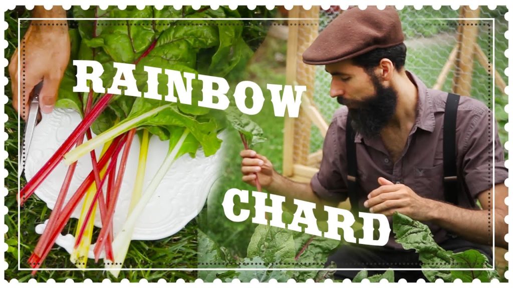 Siloé Oliveira: How to Grow Rainbow Swiss Chard from Seed How to Grow Rainbow Swiss Chard from Seed