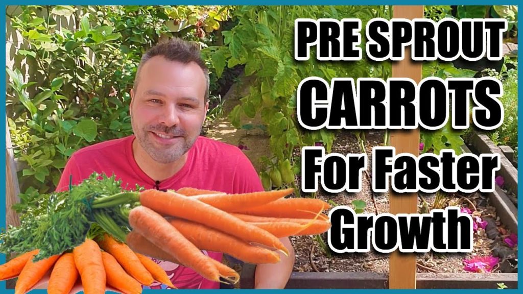California Garden TV: How to Grow Carrots! Best way to Pre sprout Carrot Seeds. How to Grow Carrots! Best way to Pre sprout Carrot Seeds.