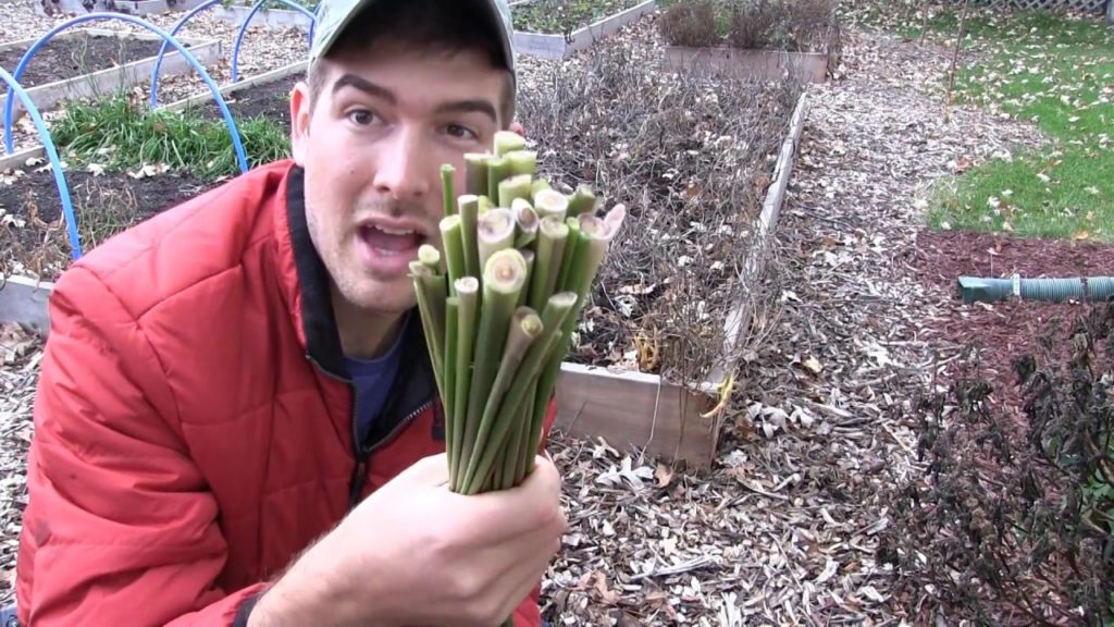 Harvesting Lemongrass We grew From Seed!