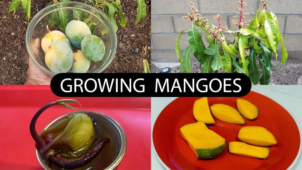 California Gardening: The Joy Of Growing Mangoes – How To Grow Mango Trees The Joy Of Growing Mangoes - How To Grow Mango Trees