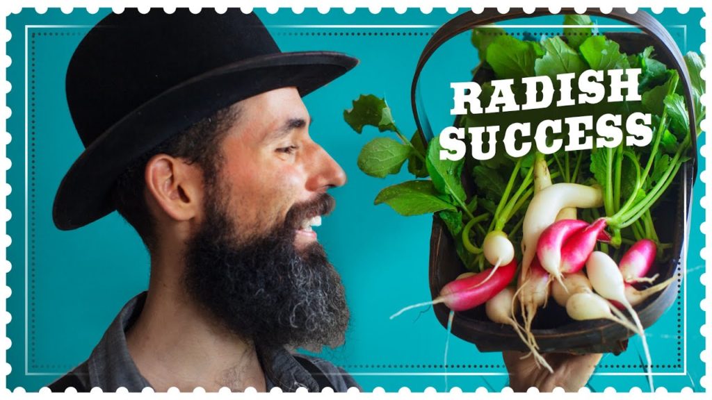 Siloé Oliveira: How to grow Fall Radishes from Seed How to grow Fall Radishes from Seed
