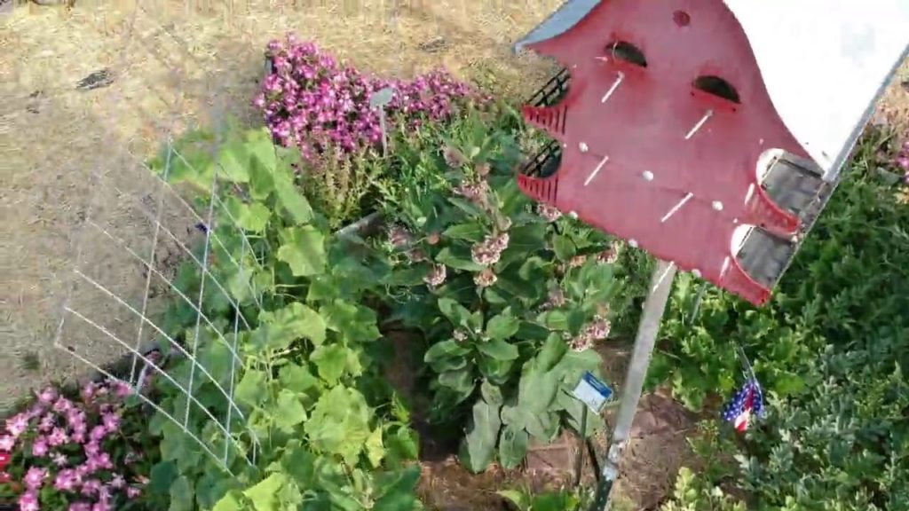 All-America Selections Flowers & Vegetables: Second Place Winner: Master Gardener Association of Tippecanoe County, Lafayette, Indiana. Second Place Winner: Master Gardener Association of Tippecanoe County, Lafayette, Indiana.