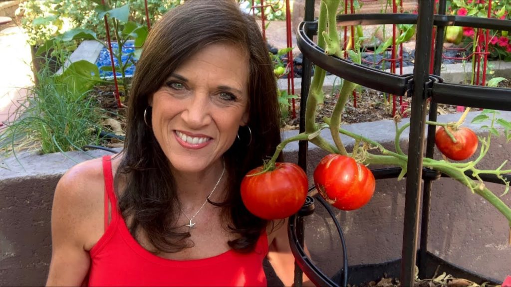 CaliKim: 🍅LIVE: Giant Tomato Harvest, Weigh In and End of Season Tomato Tips (REPLAY) 🍅LIVE: Giant Tomato Harvest, Weigh In and End of Season Tomato Tips (REPLAY)
