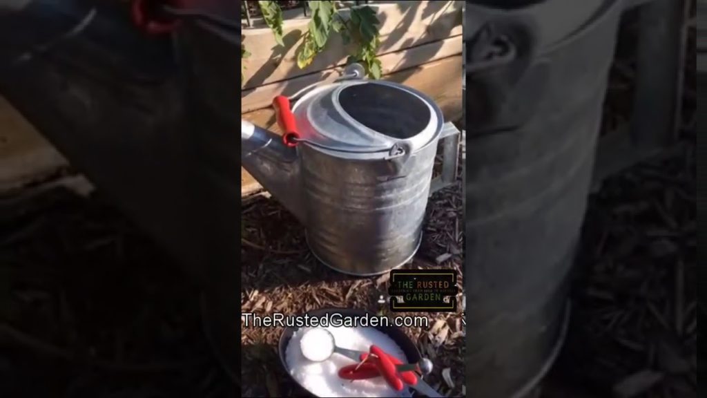 How to Use Epsom Salt on Tomato Plants: My New YT Channel with Videos 1 Minute or Less #shorts